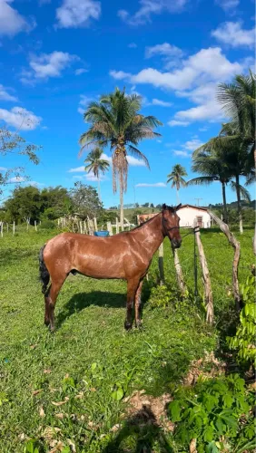 Cavalo disponível pra venda