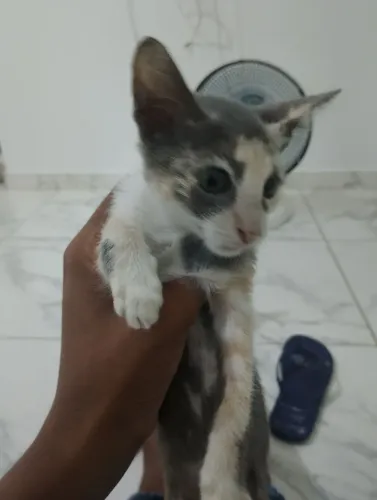 Doação de 2 gatos irmãos. Macho e fêmea