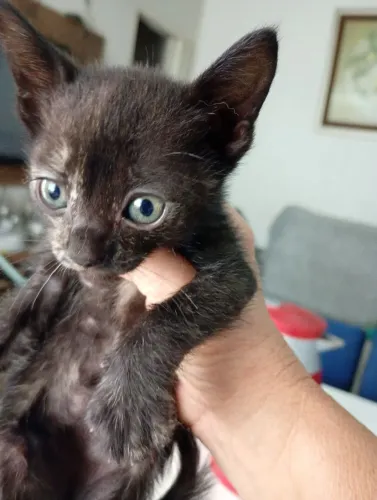 Doa-se gatinha 2 meses .