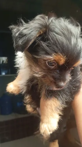 Vendo filhote piquines com lulu da pomerana