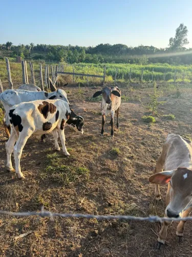 Bezerros de qualidade