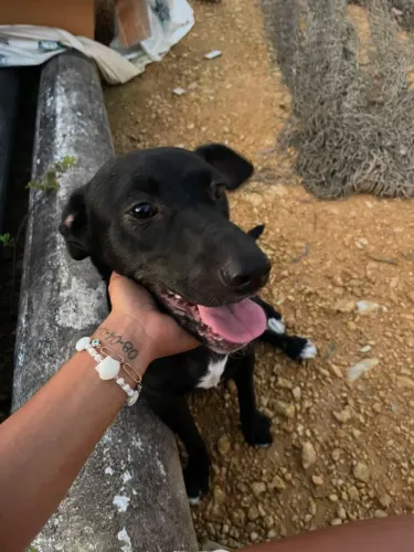 Cachorros pra doação