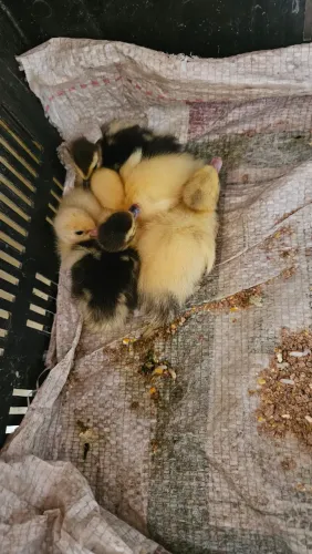 VENDE - SE FILHOTES DE PATO 