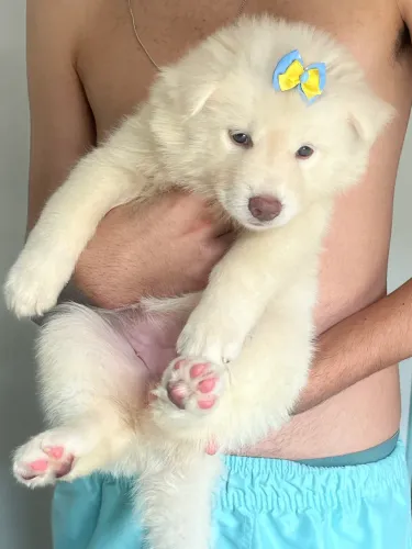 Vendo filhotes de Husky