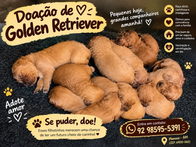DOAÇÃO de Golden retriever
