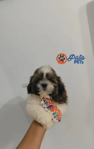 Shihtzu