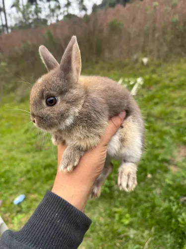 Mini anão netherland pet