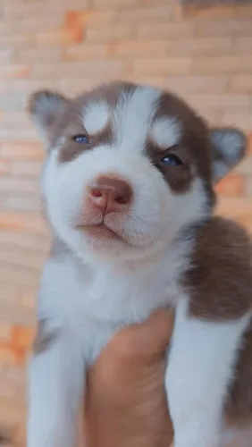 Huskys siberianos ótimas linhagens 