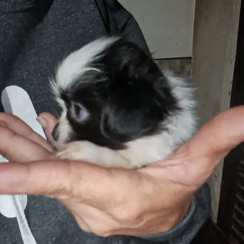 Lhasa apso machinhos