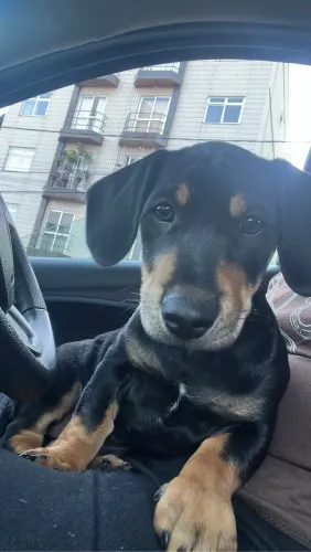     Filhote de Salsicha (Dachshund) 