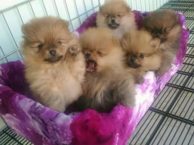 Lulu da Pomerânian pra adoração
