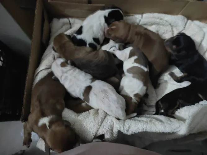 Filhotes de cachorro para adoção responsável 