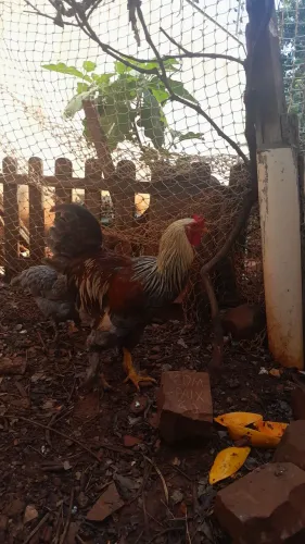 Vende-se Galo