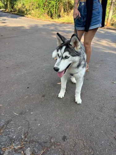 Husky