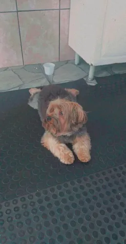 Cães 