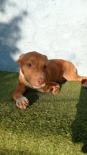 Doação, Pit Bull fêmea com deficiência na pata dianteira
