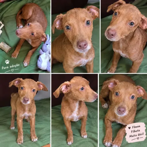 Mel - Filhote Fêmea 4 Meses | Adoção