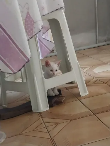 Gatos filhotes branquinhos