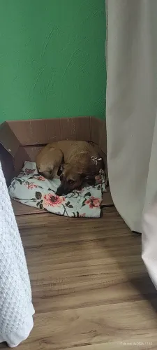 Cachorro dócil 