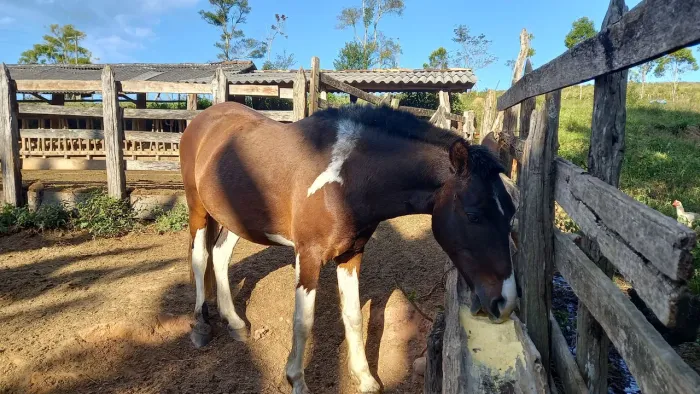 Cavalo castrado 7 anos macha picada 