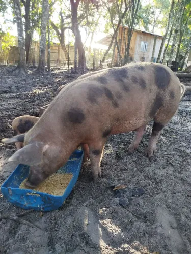 Vendo cachaço 