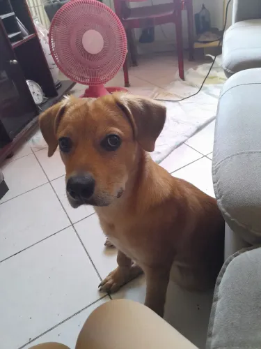 Doação de cachorro