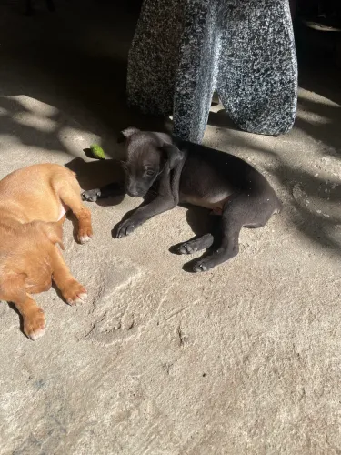 Filhote de pinscher