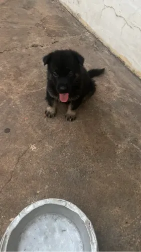 Vendo filhotes de pastor alemão