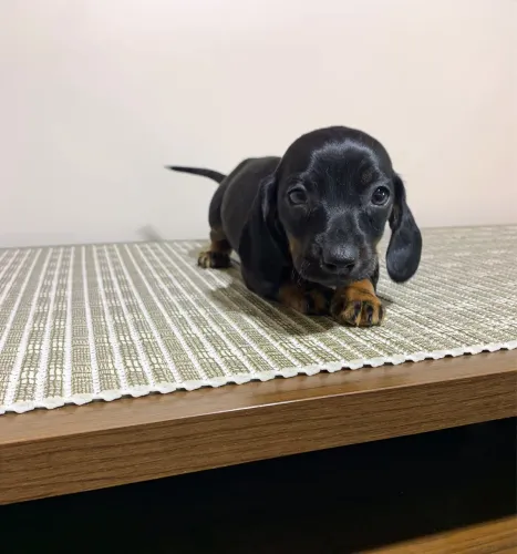 Dachshund Cofap Salsicha Basset Teckel