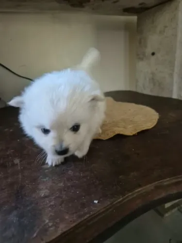 Cachorro spitz-alemão
