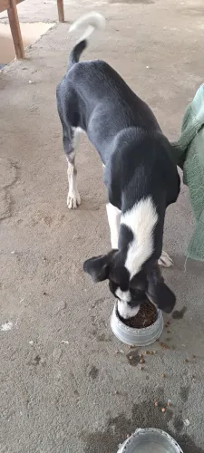 Doação de cachorro