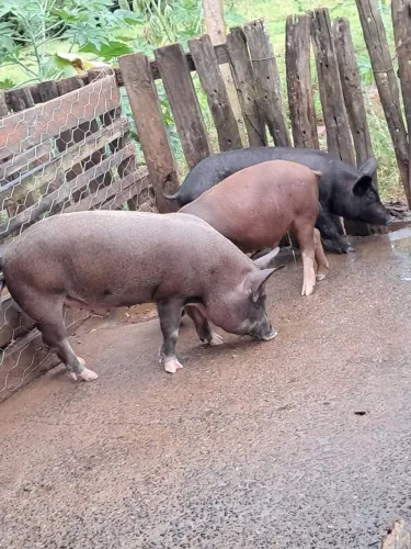 Vende-se porco capão Jaraguá GO