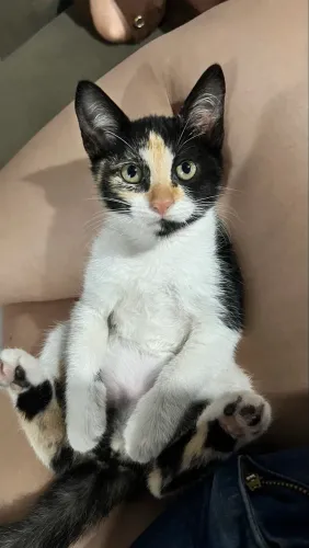Gatinhos para adoção