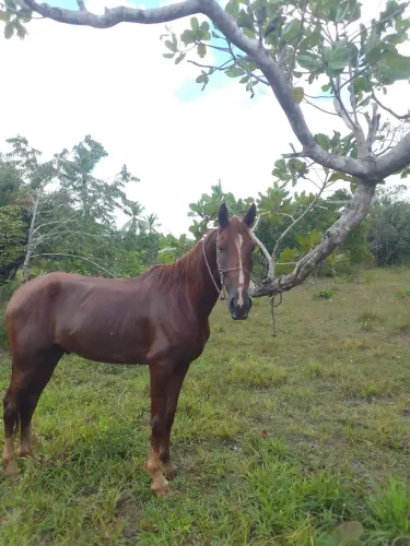 Cavalo bom sem defeito 