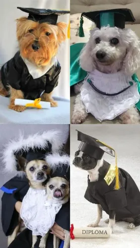Beca + Capelo pet
