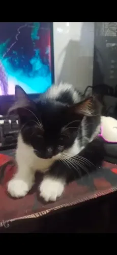 Doa-se essa linda e fofa filhote de gatinha,com adoção RESPONSÁVEL