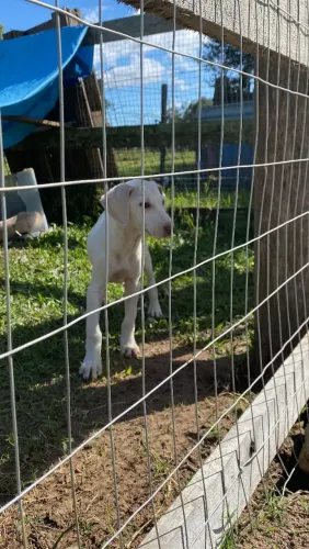 Cadelinha veadeiro pampeano 