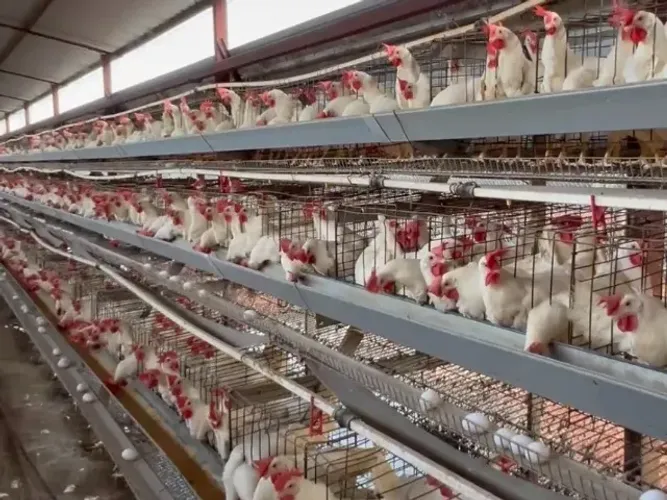 Granja de ovos à venda | Faturando R$ 400 mil/mês | Operação consolidada a mais de 20 anos