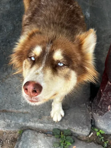 Procuro macho pra cruzar com essa linda fêmea 