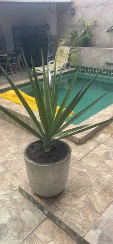 Planta Yuca