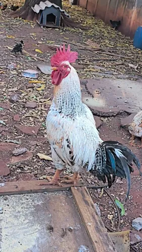 ? GALO - 1 ANO ?