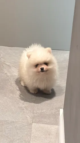Spitz alemão anão