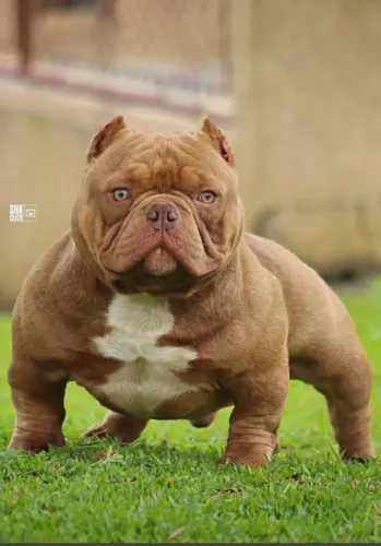 Filhotes de American Bully