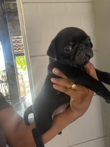 Pug