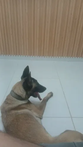 Pastor Belga Malinois 1,5 anos