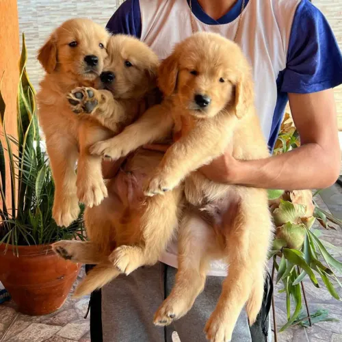Filhotes de Golden puros fêmeas e machos pedigree
