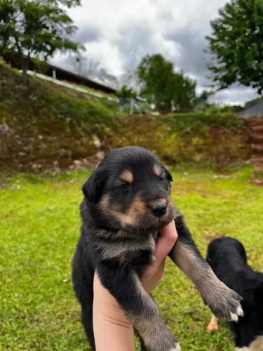 ? Filhotes de Golden Retriever x Border Collie disponíveis