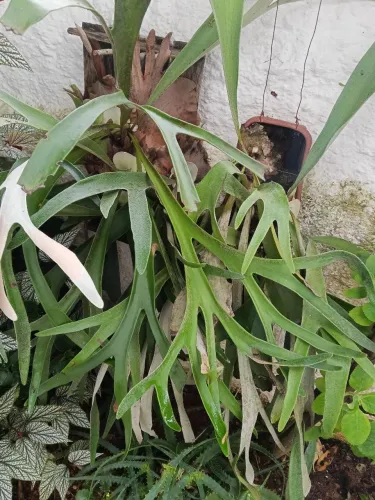 Planta chifre de veado 
