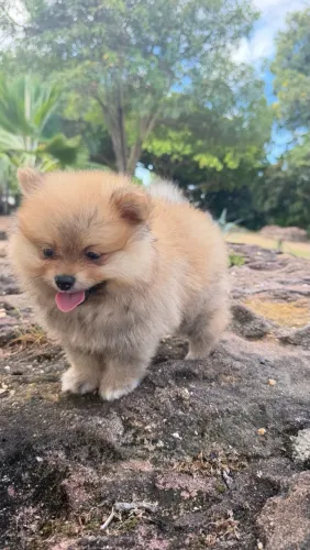 Spitz Alemão fêmea
