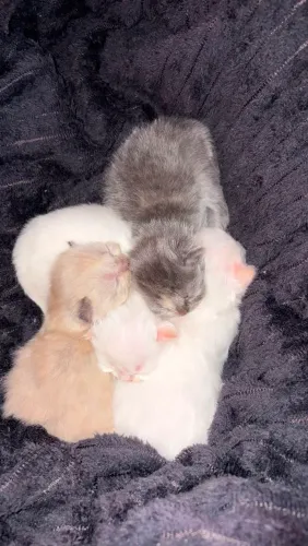 Gato Persa
